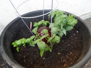 Clockwise from the top: Basil, lush looking Patio Tomato, Heirloom, and more Basil.